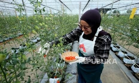 Tomat Ceri Lokal Raih Penjualan Lebih Tinggi Berkat Strategi Media Sosial